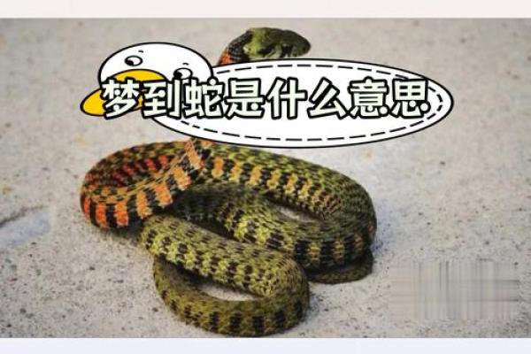 梦见蛇爬身上什么预兆