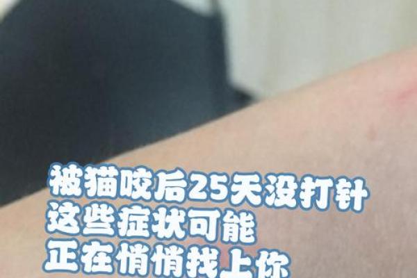 梦到被猫追着咬是什么征兆 女性