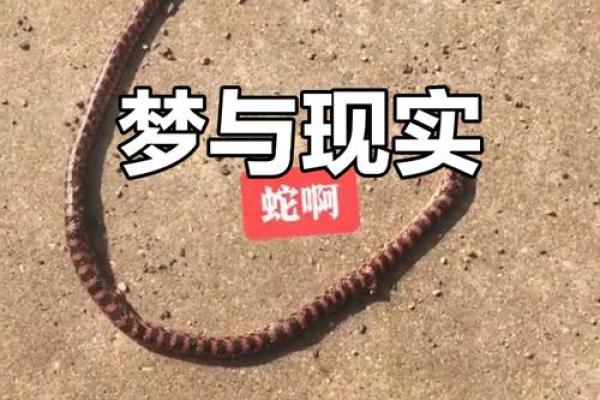 梦见大蛇被自己打死了好不好