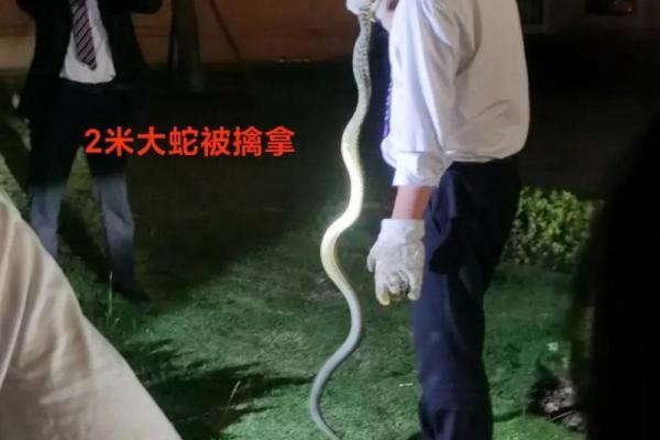 梦到抓到蛇