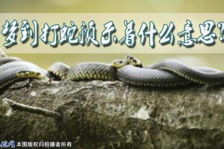 梦见杀蛇见血什么预兆