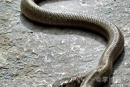 梦见家里有两条蛇
