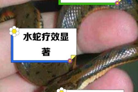 梦见水里有大蛇是什么预兆