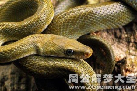 梦到老蛇有什么含义