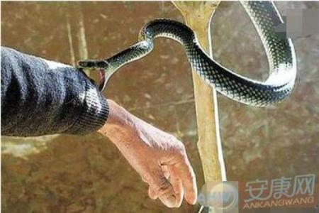 做梦梦见蛇咬人