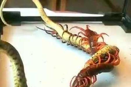 梦到蜈蚣和蛇什么预兆
