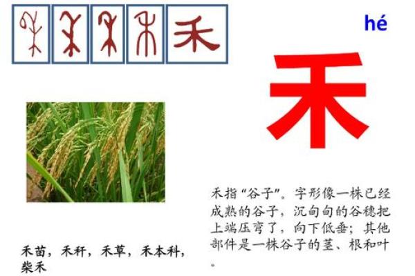 禾五行属什么