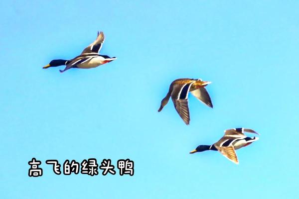 蓝天绿地鸟儿飞是什么生肖