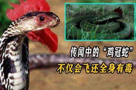 梦到会飞的蛇