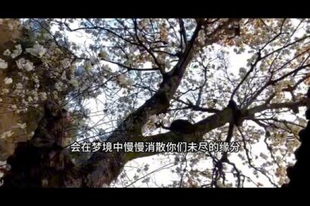 总是梦见前夫