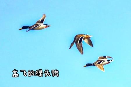 蓝天绿地鸟儿飞是什么生肖