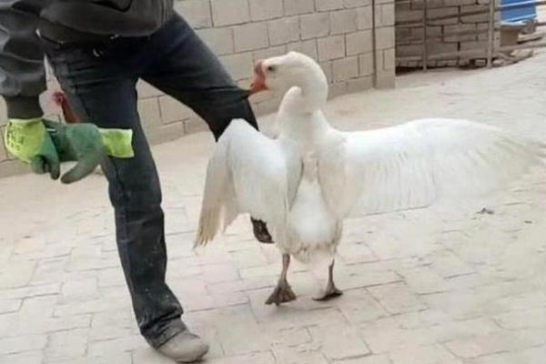 梦见被鹅追是什么意思