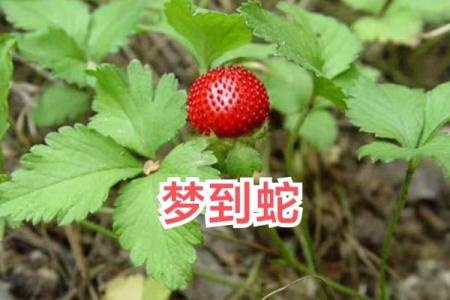梦见各种蛇是什么预兆