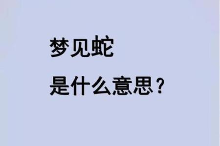 梦见路上到处都是蛇