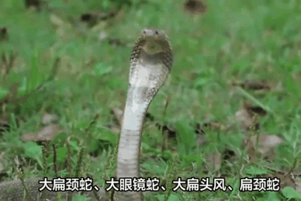 梦到眼镜王蛇