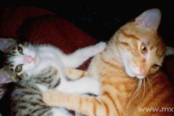 梦见被猫追是什么预兆 女性