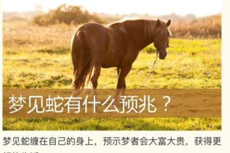 梦见自己杀了蛇