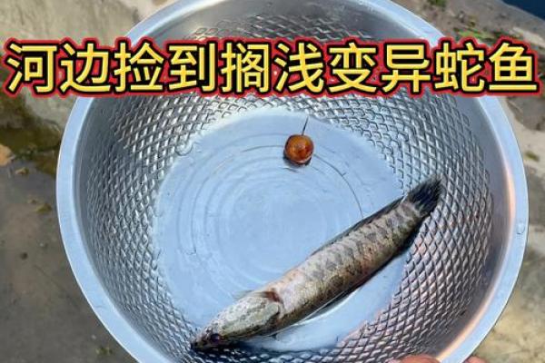 梦见蛇鱼是什么预兆 女性