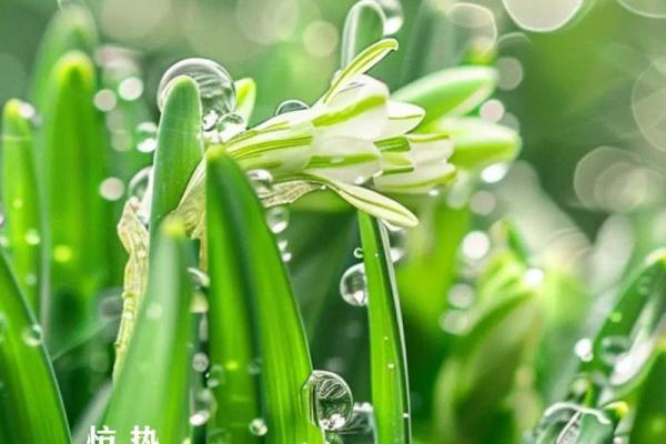 二十四节气里惊蛰的蛰是什么意思 惊蛰的蛰什么含义