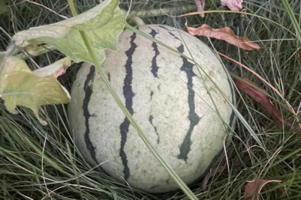 瓜熟蒂落最正确生肖