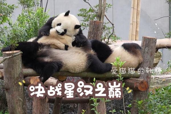 谁与争锋代表一个动物