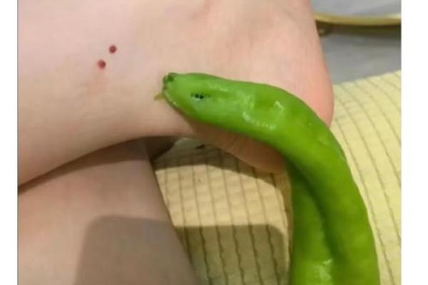 梦到蛇咬手