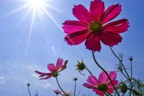 花容月貌代表什么生肖