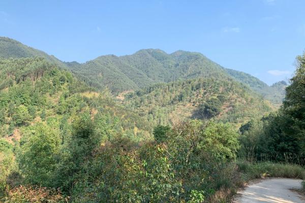 深山老林打什么生肖
