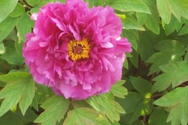 春来绿野百花艳是什么生肖