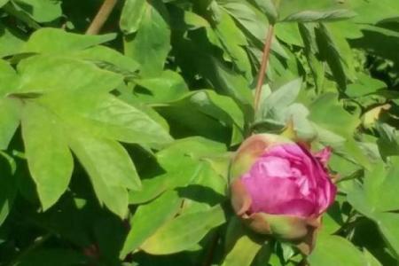 春来绿野百花艳是什么生肖