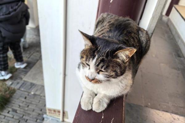 梦见猫和蛇打架