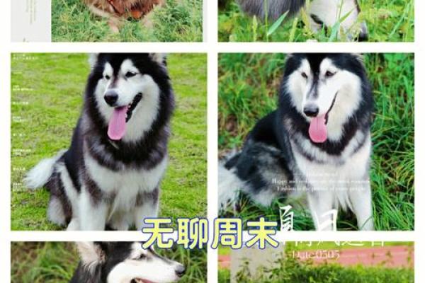 各霸一方代表什么生肖
