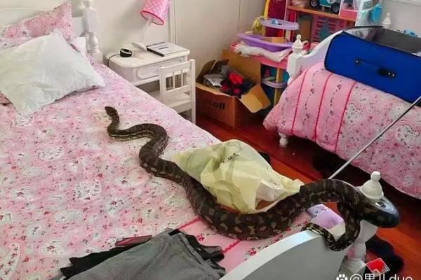 怀孕梦到黑蛇