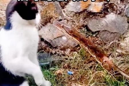 梦见猫和蛇打架
