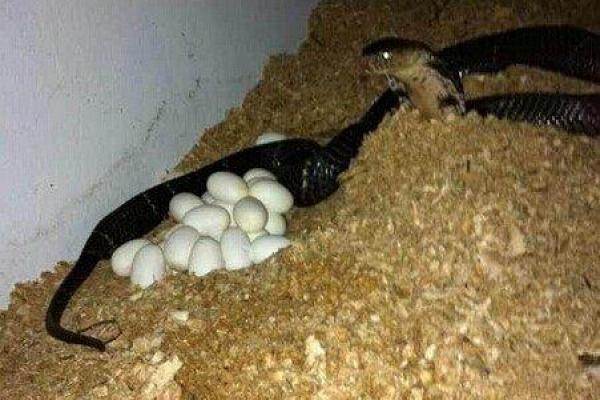 梦到蛇蛋