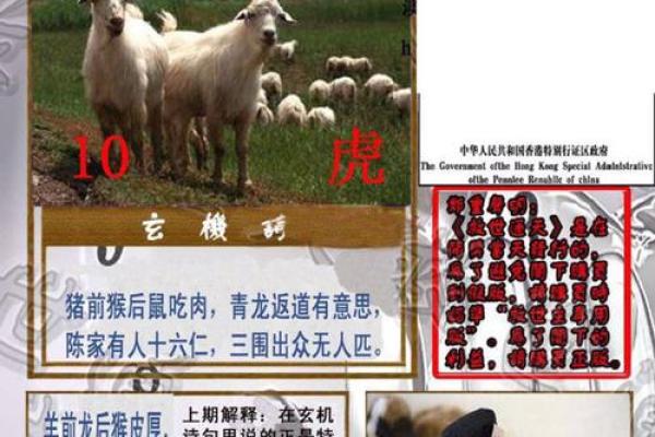 后继有人是指什么生肖