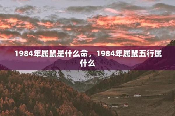 1984鼠年2025年运势(84年鼠未来5年运势)
