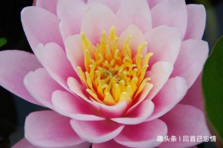 望穿秋水是什么生肖动物