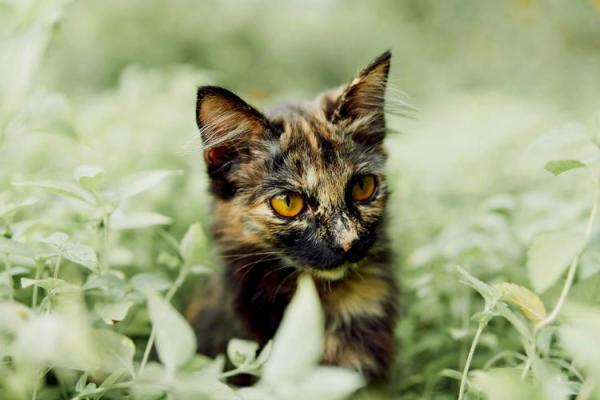 过关斩将猜准确生肖