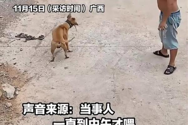梦到狗追