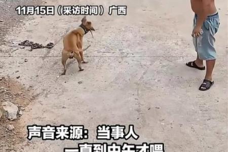 梦到狗追