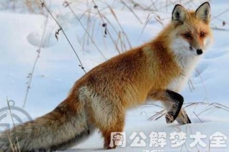 梦见被狐狸追着咬是什么意思