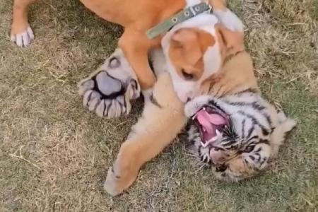 虎落平阳被犬欺打一生肖
