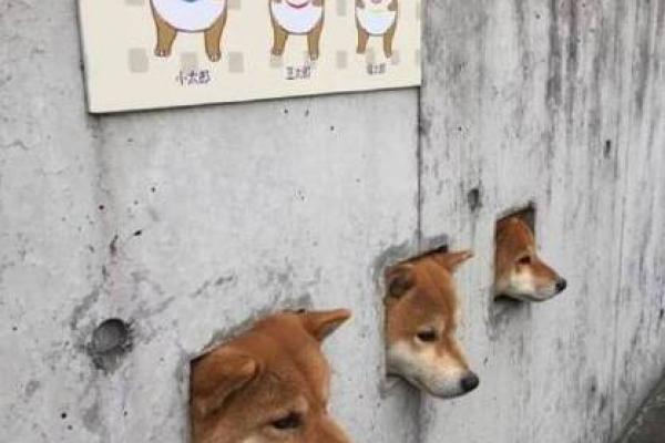 出头露面打一动物 抛头露面打一正确生肖