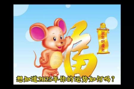 84属鼠2025年的全年运势(84属鼠2025年的全年运势大家找网)