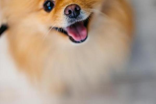 家中宠物是什么生肖
