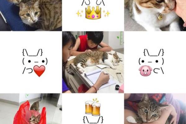梦见猫追我