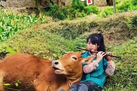 秋水伊人打一生肖