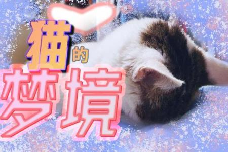 梦见猫追我