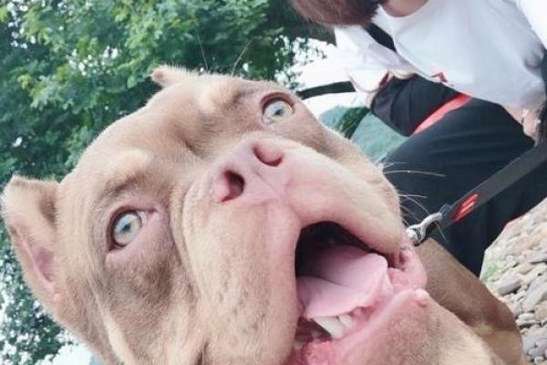 人无远虑打一准确生肖 人无远虑最佳生肖是什么